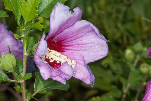 Alcea rosea #3